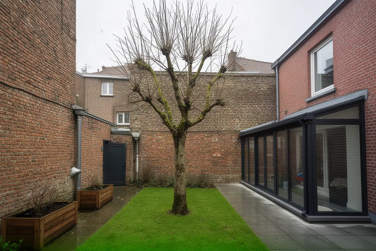 Arbre dépérissant dans une cour étroite à Lille
